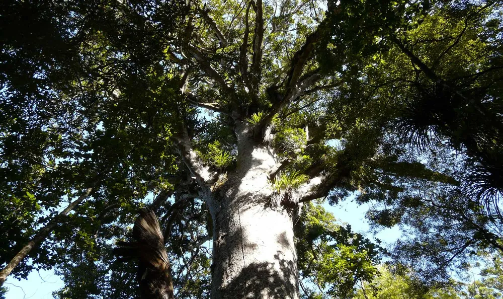 Mächtiger lebender Kauri-Baum in Neuseeland