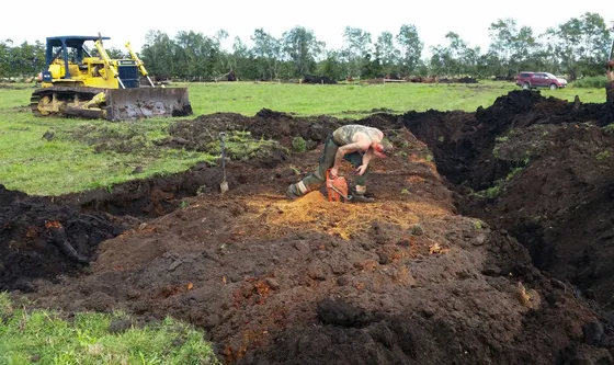 Freigelegter Kauri-Stamm im neuseeländischen Moor
