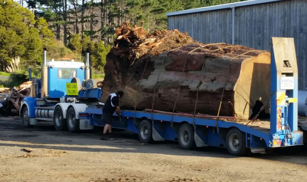 Großer geborgener Kauri-Stamm beim Transport
