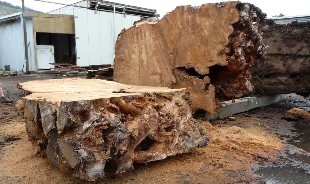Kauri-Holzplatten während der kontrollierten Trocknung